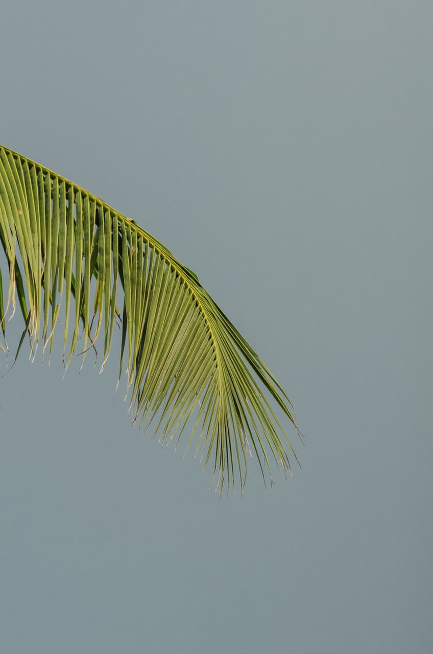 Превью Sri Lanka 2022